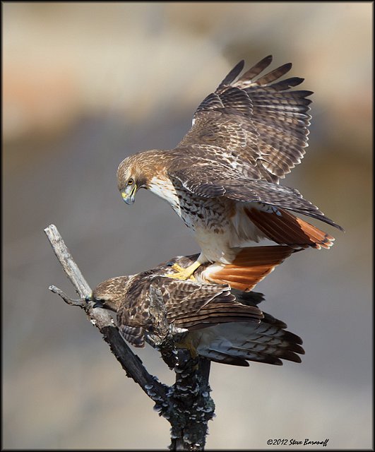 _2SB3783 red-tailed hawks mating.jpg